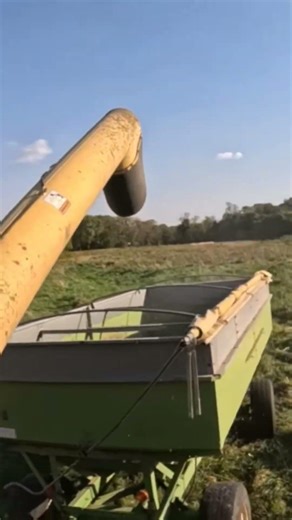 Unloading Soybeans into the Wagon During Iowa Harvest