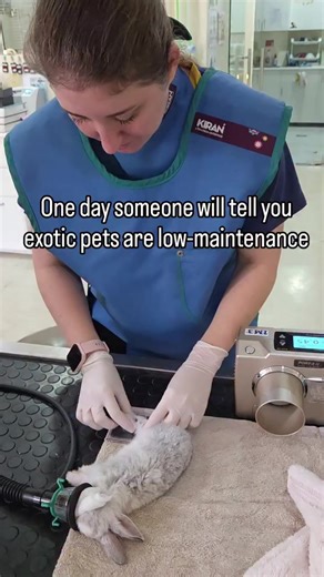 Understanding Low Maintenance in Exotic Pet Care