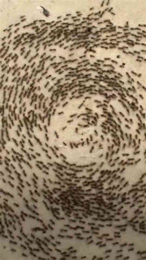 The Creepy Endless Circle That Ants Cannot Escape