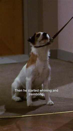 The dog always knows. #Frasier #FrasierCrane #KelseyGrammer #ParamountPlus #Comedy