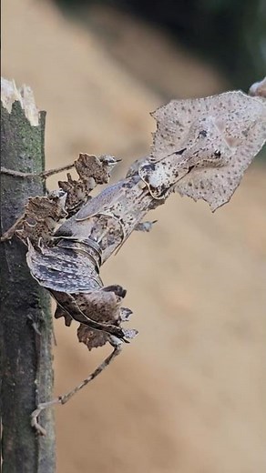 Ghost Mantis – The Invisible Predator