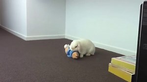 Behavior Essentials: The European Rabbit - LafeberVet