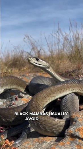 Black Mamba: Africa's Deadliest Snake