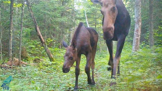 A collection of neat, rarely seen moments from the Northwoods of Minnesota! That is, these are some highlights from our ~350 cameras deployed in the field last summer. Will be curious to hear what folks think is the ‘best’ clip…always hard for us to decide! Also, this is part 1…we will share part 2 soon! Big thanks to the Minnesota Environment and Natural Resources Trust Fund for supporting our work, which allows us to share these gems with everyone for free! | Voyageurs Wolf Project