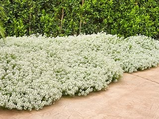 Alyssum – How to Plant & Care for Sweet Alyssum Flowers - Garden Design
