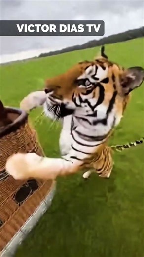 Terrifying Hot Air Balloon Encounter