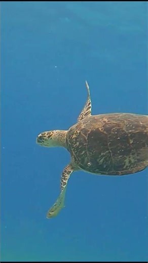 Island Survival… well, kinda😜! #hunting #bowhunting #catchandcook #traditionalbowhunting