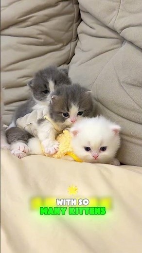 So many kittens on my bed, how am I supposed to sleep 🐱🛏️ #shortvideo