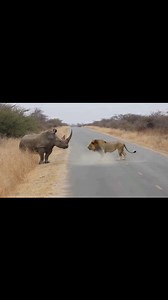 692K views · 6K reactions | Lion vs Rhino: The Ultimate Roadside Clash | Real Wildlife Battle Caught on Camera, #animals #viral #wildlife | nidhaa AI girl | Facebook