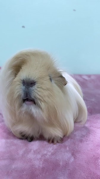 Long Hair Guinea Pig Grooming: Tips and Tricks for Blonde Cavies