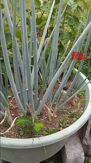 Esta planta humilde hace más por tu cuerpo de lo que imaginas 🌿