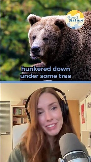 Why Are Bears Skipping Hibernation? #Shorts