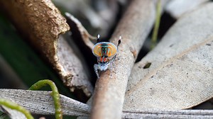 The Mating Dance of a Male Peacock Spider | Britannica