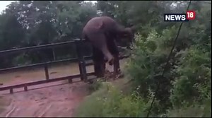 4.9K views · 21 reactions | Intelligent Elephant climbing and crossing over the rail fence. #ViralVideo. Rail fencing are used at Omkar range of Bandipur National Park which are used to block the elephants crossing | News18 | Facebook