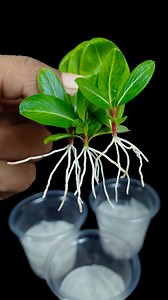 15K views · 120 reactions | Grow periwinkle flower plant from leaf | Easy method that works fast //#reels #fblifestyel | DIY IndoorGarden | Facebook