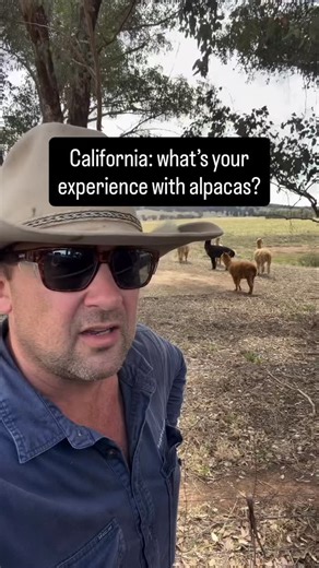 It’s not just dogs that are used for protection of livestock. We hear about donkeys, llamas and alpacas as other options, often with mixed results. Any predator deterrent needs to be situation specific, and results are sure to vary. But if you have personal experience with using livestock guardian animals, please drop it in the comments. 👇 And bloody hell, don’t be a Declan. | California Wolf Foundation