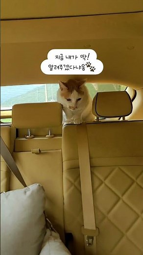 현대자동차 블루멤버스 포인트 사용법~!#광고