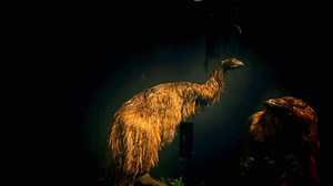 The Moa were some of the biggest and most extraordinary birds to have ever walked the earth. The mightiest stood nearly nine feet tall and weighed almost a quarter of a ton. | National Geographic Animals