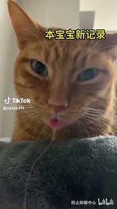 Funny Animal Behavior Compilation #15