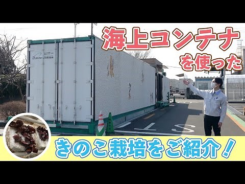 コンテナ内できのこが栽培できる！？きくらげの栽培現場をご紹介