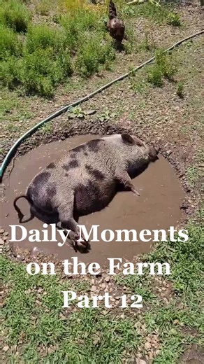 Daily Moments on the Farm Part 12: Happy as a pig in mud #gus #pigsoftiktok #minipig #lifeisgood #muddin #adultswim #as