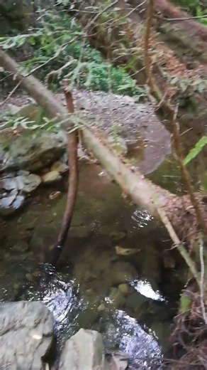 Family Hike at Dipsea Loop