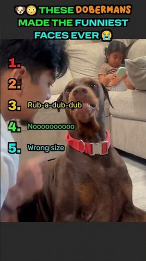 🐶😳 THESE DOBERMANS MADE THE FUNNIEST FACES EVER 😭 | DOBERMAN REACTIONS RANKED #funnyanimalvideos