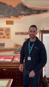 Studying some precious plesiosaurs today at the wonderful Whitby Museum. ** Sven Sachs (Sachs Vertebrate Palaeontology Research) and I are having great fun in Whitby, examining some important plesiosaur and ichthyosaur fossils. We are on the hunt, and think we've found, a missing holotype. AKA, the founding specimen of a species. The skeleton behind us is an exceptional and rare, specimen of Rhomaleosaurus. One of only few known specimens in the world. All of these marine reptile fossils were fo