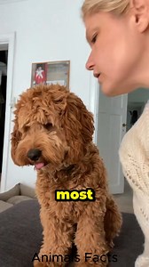 2.6K views · 45 reactions | Meet Cockapoo a very cute pet dog breed  #cockapoo | Animals Facts | Facebook