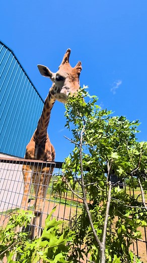 📣Experience nature like never before at Wild Animal Safari Springfield—Missouri’s top drive-thru safari and zoo!🦓 Get closer than ever to incredible wildlife, feed gentle giants, and make memories that will last a lifetime. Don't wait, plan your visit today!🦒✨ 🎟️Join the fun here! animalsafari.com/missouri-park-home-about-us | Wild Animal Safari - MO