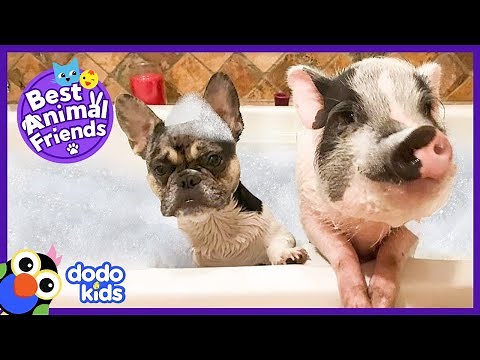 Pickles The Pig And Dill the Dog Are Partners in Crime | Dodo Kids: Best Animal Friends
