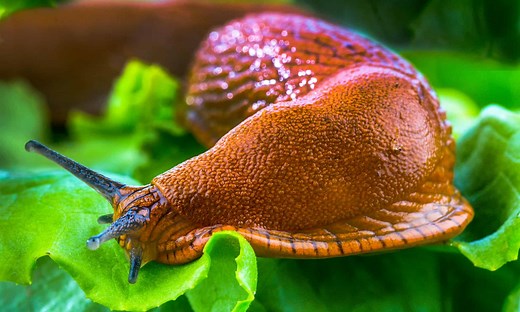 Where Do Slugs Go in the Winter?