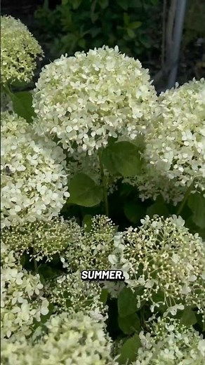 A Hydrangea Worth Making Room For