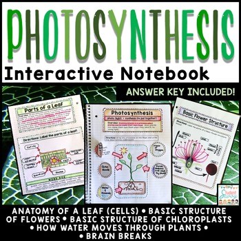 Photosynthesis Interactive Notebook Activities Google Classroom Parts of a Leaf
