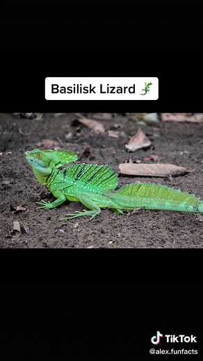 Animals with Super Powers: Cardinal Fish and Basilisk Lizard
