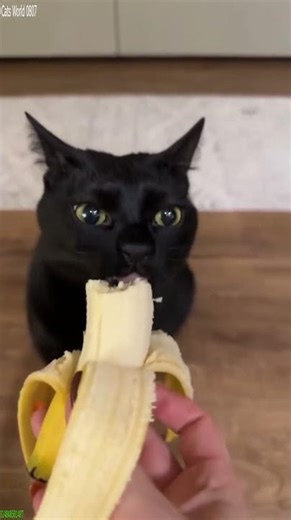 Cute Cats 😸 Funny Cat Videos 🐱 # #2331