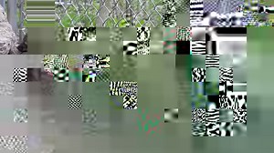 24K views · 3.9K reactions | The red fox pups are out and about for most of the day. Where do they get all that energy. | Shalom Wildlife Sanctuary | Facebook