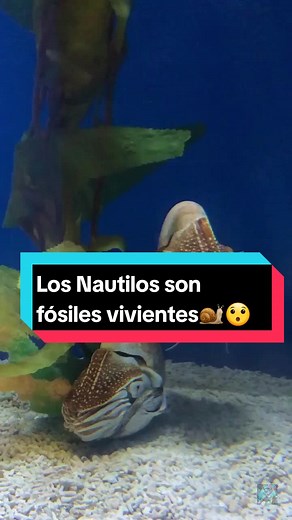 Los Nautilos: Fósiles Vivientes de la Prehistoria