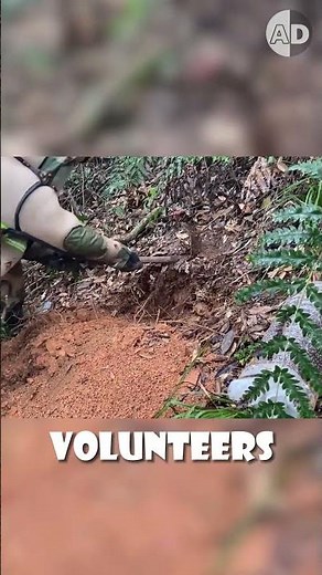 Murder Hornet Attack: How These Invasive Predators Are Being Controlled