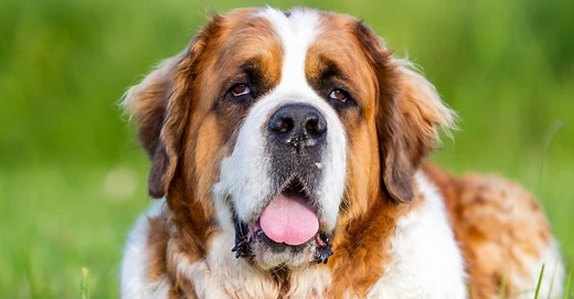 The 8 Most Common Health Problems in Saint Bernards