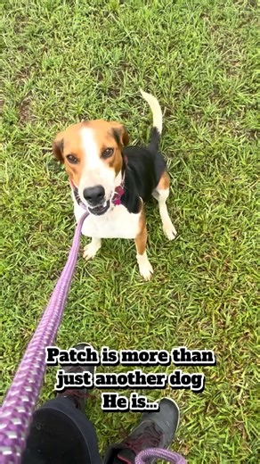 This is Patch. He survived the tornado in SC. Now he needs a foster—or forever home—in NJ. Patch is a 1-year-10-month-old Beagle/Foxhound mix. Playful. Energetic. Great with kids and dogs. No cats, please! We need emergency fosters to help dogs like Patch make it north after the tornado devastated our facility. 💻 Learn more or apply at HomeForGoodDogs.org 🚚 Help us move dogs to safety. 🏡 Give Patch a soft place to land. ⸻ 🏷️ Hashtags (SEO-boosted): #FosterPatch #AdoptPatch #DogsofInstagram #
