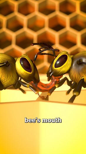 1.8M views · 10K reactions | How Bees Make Honey 冷 (gross) | Zack D. Films | Facebook