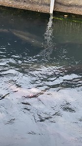 218K views · 1.8K reactions | Welcome home, salmon! Spawning will start next week at the Mokelumne Fish Hatchery. Thank you to the hatchery staff for all your hard work. | Golden State Salmon Association | Facebook