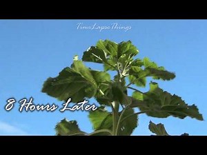 Sunflower Time Lapse [HD] Plant Moving with Sunlight tilting, 8 HOURS