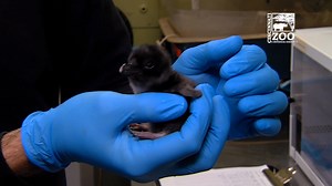 147K views · 5.9K reactions | The Cincinnati Zoo is officially a...