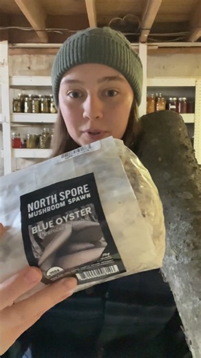Savanna Schwartz on Instagram: "Inoculating hackberry logs with @northsporemushrooms Blue oyster mushroom plug spawn! My shiitake logs have done great, so I’m excited to try this out with oysters! *paid partnership #foraging #mushroom #homestead"