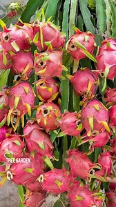 How to grow dragon fruit tree from dragon fruit to get fruit fast #grafting #dragons #gardening #bhfyp #nutrition #fruitlover #fruits #fitness #fruitgarden #shortsfeed #instagram #tree #fruittree #fruittrees #grafting #reelsvideo #shortsreels #shortsviral #garden #shortsvideo #satisfying #fruit #shots #reelsfb #fruitsalad #freshfruit #agriculture #trees | Tree Garden