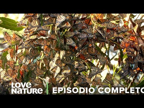 Así son las MIGRACIONES ANIMALES | Imperios Animales Ep 6