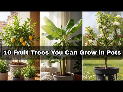 10 Fruit Trees You Can Grow in Pots