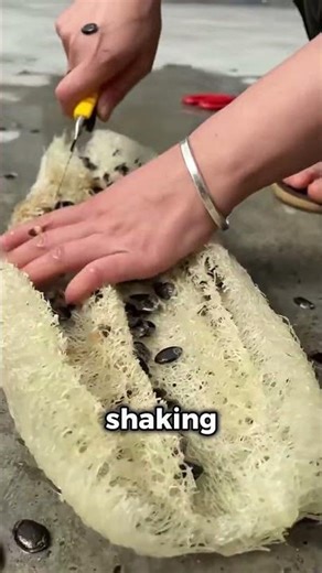 How they make Dry loofah gourd sponge? #top #didyouknow